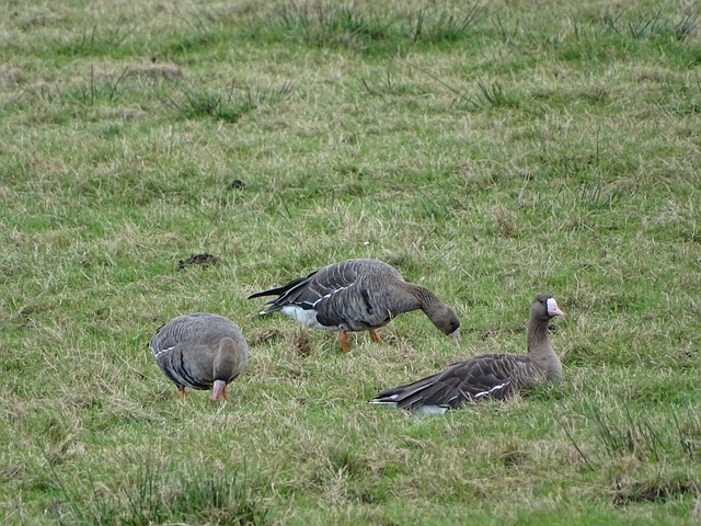 验丰富的外 验丰富的外